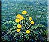 To see a lareger version click on  Dandelions