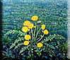 Kliknute da vidite veću sliku - Dandelions